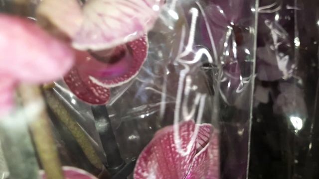 БОЛЬШОЙ ЗАВОЗ ОРХИДЕЙ В ЛЕРУА // 10.03.24// смотреть онлайн