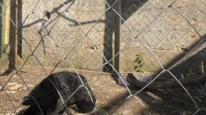 Гоша прилетел? Как приручить ворону? Мои ручные вороны Гоша и Маня. Новый питомец Гоша. - ASANYA