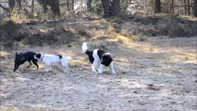 Angry Landseer Newfoundland dog Sara vs Charlie смотреть онлайн