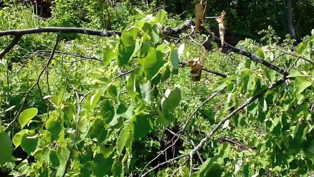 Сбор листьев липы 1 июня 2013 смотреть онлайн