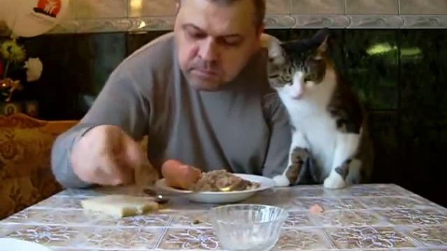 Кот просит кушать смотреть онлайн