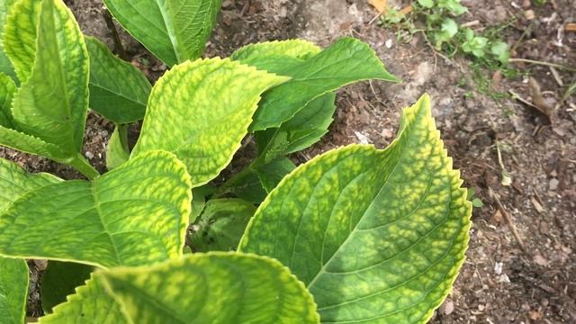 КОГДА БЕЗ ЗАКИСЛЕНИЯ ПОЧВЫ НИКАК смотреть онлайн