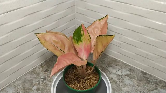 Pink Diamond Aglaonema смотреть онлайн