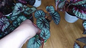 Комнатные цветы. Излишки комнатных растений .