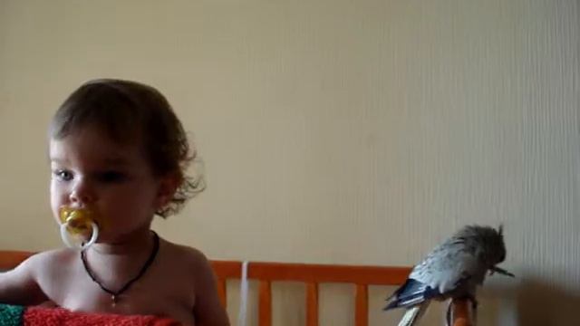 корелла лала умывается