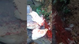 Рубим курицу