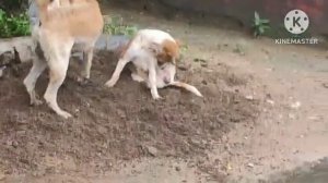 Dogs fighting while Dog crossing/mating video