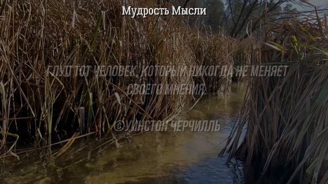 Мудрые цитаты великих со смыслом. Афоризмы, Мудрость Мысли, слова заставляют задуматься! смотреть онлайн