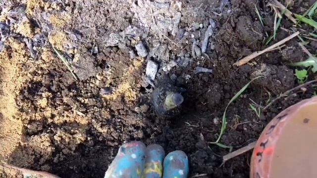 У вас заливает Розы?Как сделать дренаж просто и быстро!?Реанимация Розы «задохлика» - результат?! смотреть онлайн