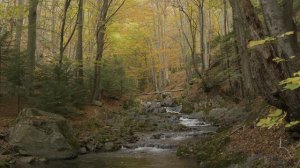4K HDR - Forest Stream in Autumn - Relaxing River Sounds -   Creek Flowing in Wo