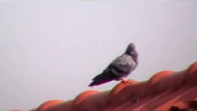 panasonic sdr-s26 zoom смотреть онлайн