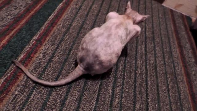 Кошке нужен кот. - Cat Needs A Cat))