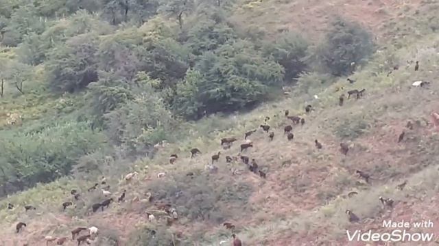 гусфанди хисори айлок дар Файзобод