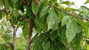 Самая ранняя черешня для средней полосы!!! Джероло!!!