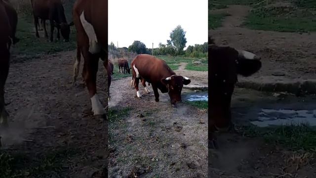 Наш бык смотреть онлайн