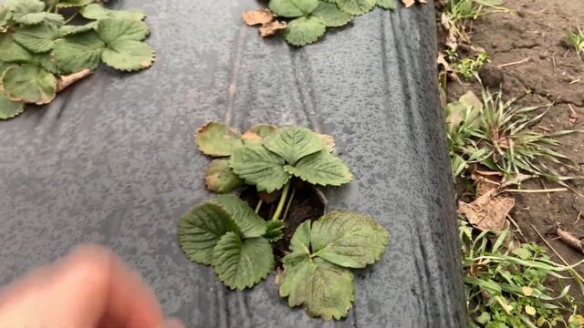 НАСАДКА НА АККУМУЛЯТОРНЫЙ ОПРЫСКИВАТЕЛЬ | ВОЗДУХОДУВКА РАСПЫЛЯЮЩАЯ! Vitals + Forte ОПРЫСКИВАТЕЛЬ смотреть онлайн