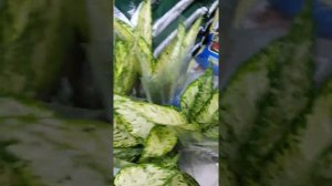 Сингониум Моттлед