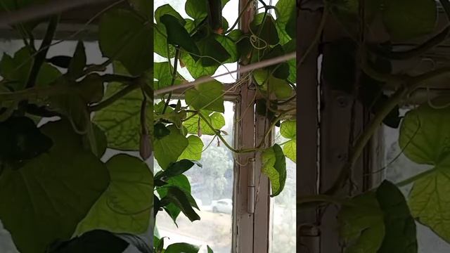 Огородик на балконе смотреть онлайн