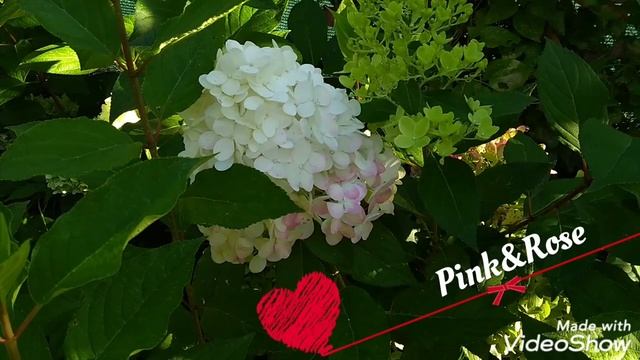25 августа 2020 г.Карликовая Метельчатая Гортензия Pink&Rose смотреть онлайн