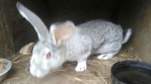 Купил кроликов породы советская шиншилла. 03.04.2020.