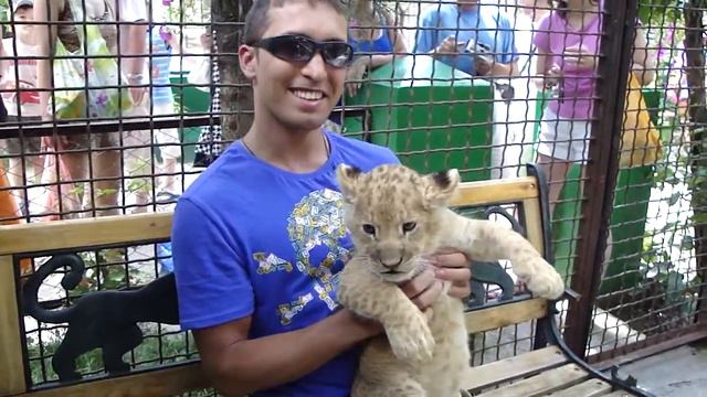 прикольный львенок. 24.07.2010 смотреть онлайн