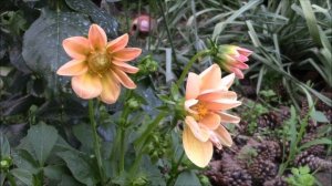 Георгинки низкорослые из семян! Украшение сада!