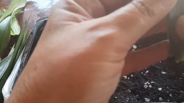 КАК РАЗМНОЖИТЬ ЛИЛИЮ ЧЕРЕНКАМИ И ЛИСТОЧКАМИ смотреть онлайн