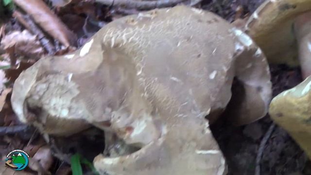 Funghi Boletus con carne virante al blu смотреть онлайн