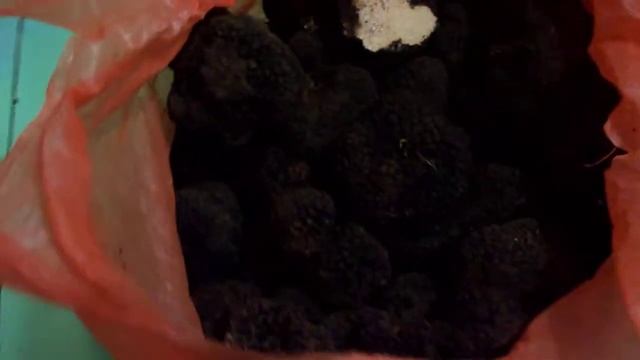 truffles again-tuber aestivum 5,5 kilos per walk - Трюфели снова 5.5 кг за поездку смотреть онлайн