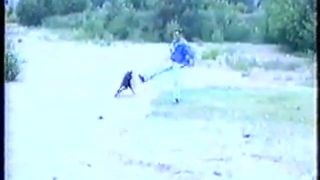 Самоучитель по дрессировке. Команда: "Ко мне". смотреть онлайн