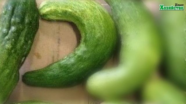 Чего не хватает огурцам? Определяем по плодам. смотреть онлайн