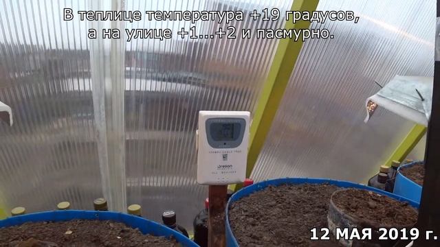 Как вырастить арбузы на Севере. Выбор сорта. Нюансы при выращивании. Часть 4. смотреть онлайн