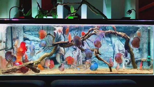 Аквариум с дискусами и скаляриями от Lê Phương Khánh смотреть онлайн