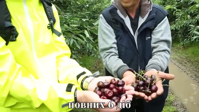 Як затримати дозрівання черешні смотреть онлайн