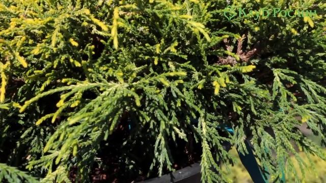 Випуск 115. Кипарисовик горохоплідний Sungold смотреть онлайн