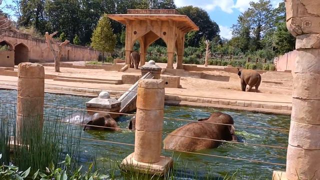 Слоны купаются - Приключенческий зоопарк Ганновер смотреть онлайн