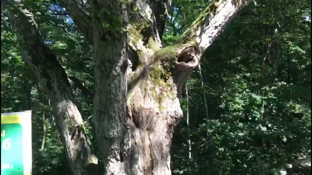 Переезд в Геленджик: сафари-парк, канатка, цены / Юговик смотреть онлайн