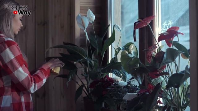 Лавровый Лист Для Чахнущего Комнатного Растения Оживают Все! смотреть онлайн