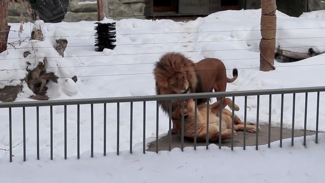 Новосибирский зоопарк зимой. Любовные игры львов смотреть онлайн