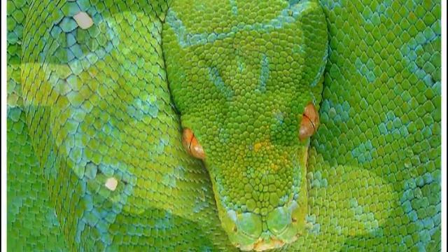 Tree python variation - AlbinoChondro.com смотреть онлайн