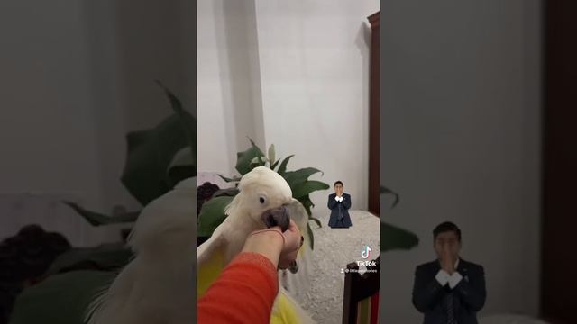 Какаду,Попугай, Большой белохохлый какаду; #shorts смотреть онлайн