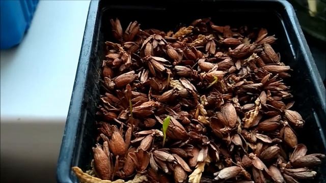 Туя 18 дней после посева смотреть онлайн