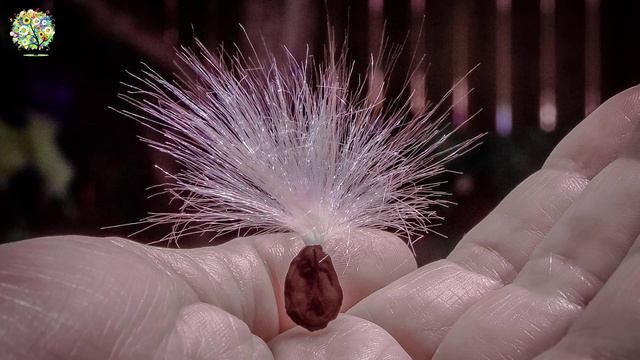 MADAGASKAR YASEMİNİ BAKIMI ve ÇOĞALTILMASI // (Stephanotis Floribunda) смотреть онлайн