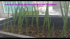 Наш огород - в детском саду №82 «Одуванчик» г. Брянска