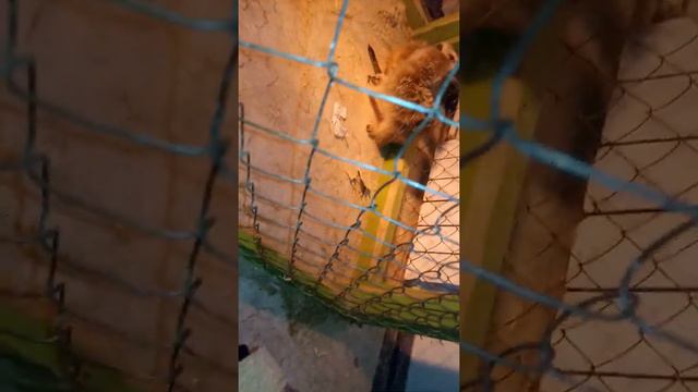 С.Темясово музее есть зоопарк тут мала животных смотреть онлайн