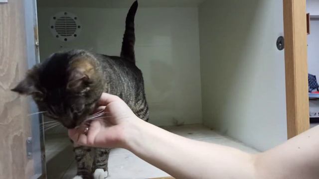 Гоша мечтает о доме 🤗 кот, 1,5 года 8(906)374-17-02 СПб звоните смотреть онлайн