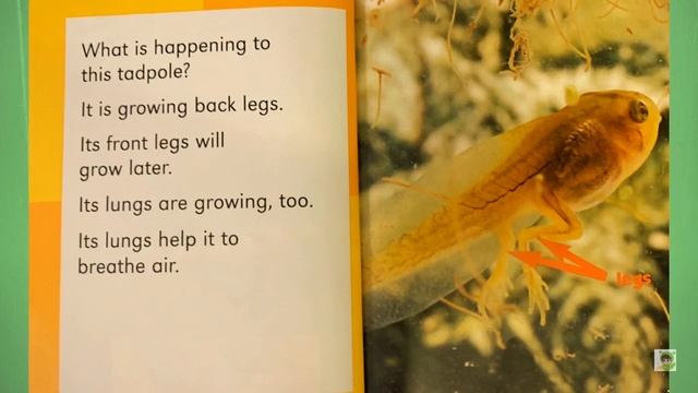 “A Tadpole Grows Up” by Pam Zollman ? смотреть онлайн