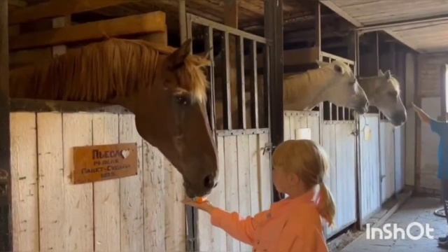 Иппотерапия и ипповенция смотреть онлайн