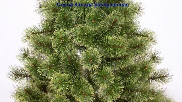 Искусственные ёлки оптом "Сосна Канада распущенная" смотреть онлайн