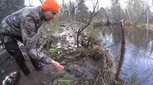 НОВИНКА для охоты НА БОБРА КАПКАНАМИ - следовые насторожки